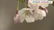 山陰の桜名所で開花進むも…天気の回復はゆっくりと　日本海を望む700本の桜並木で見ごろ（島根）