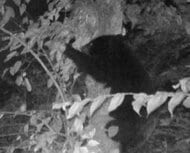 「牙をむいて向かってきた」クマ1頭を捕獲 痕跡が確認されていた広島市安佐南区 TSS定点カメラにも…