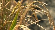 熊本地震からきょうで1カ月　八代市のコメに塩害　収穫量や品質低下を懸念