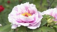 「優しい気持ちに」ボタンの花が見頃　暖かさで開花が早まり、GW中が1番の見頃に　120種・1300株以上が植えられた玄向寺　長野・松本市
