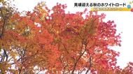 見物スポットは色づき進む…『白山白川郷ホワイトロード』紅葉が見ごろ 例年比で10日から2週間ほど遅れ