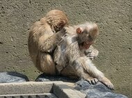 公園のサルはどこへ向かうのか――贈収賄事件後に残された「頭数削減」の重い宿題【鳥取発】<br />