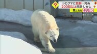 【200回以上同居も…悲劇】人気ホッキョクグマ「ミルク」　繁殖…