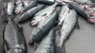 【秋サケ漁に不安】9月下旬から水揚げ急減…例年多くのサケが遡上する標津町薫別川、約1時間で確認できたのは「わずか2匹」―2026年の来遊数は「記録的な少なさ」だった2025年の半分との予測も〈北海道〉