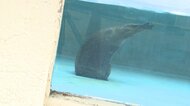 一体何をしてるの？ 水族館の新入り「ゴマフアザラシ」の変わった行動が話題【岡山発】