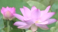 石仏公園でハスの花が見ごろ　早朝から花開き昼には閉じる　訪れた人は「極楽に来た気分」大分県臼杵市