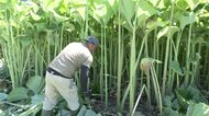 “最大3メートルの高さ”「ラワンぶき」の収穫スタート！北海道遺産のフキ→『あく』少なく天ぷらやサラダも絶品―14農家が260トン生産予定→収穫は7月上旬まで〈北海道足寄町〉