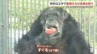 沖縄こどもの国でも敬老の日は特別なエサで動物の長寿祝う
