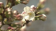 「清明」初夏の陽気に 宮古でサクラ開花【岩手】