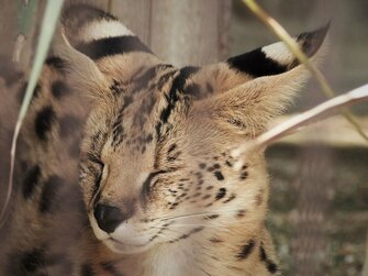 ねこ鍋ならぬ サーバル鍋 に癒される ネコ科はやっぱり狭い場所が好き 飼育員に聞いた