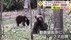 【恐怖】「ダメだクマだ」動画撮影中“ヒグマ4頭”に遭遇　住宅地も近…