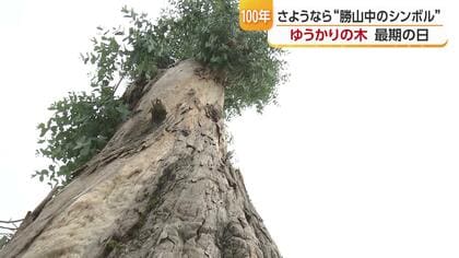 「“ゆうかりの木”の下で仲間たちに会う」女学生の願いに応え戦火を逃れた松山・勝山中のシンボル『ユーカリの木』　樹齢１００年以上の巨木“最期の日”【愛媛発】