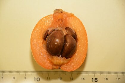 「ビワの種の粉末は食べないように」農水省が注意喚起…根拠不十分な“がんに効果”情報が拡散？理由を聞いた