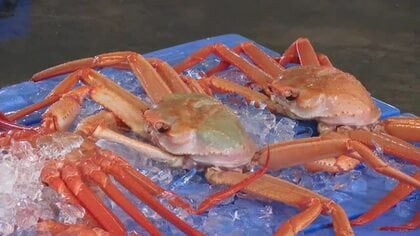 富山湾の秋の味覚解禁、ベニズワイガニ初競り　「極上」5匹すべてを競り落としたのは同じ仲買業者