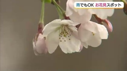 山陰の桜名所で開花進むも…天気の回復はゆっくりと　日本海を望む700本の桜並木で見ごろ（島根）