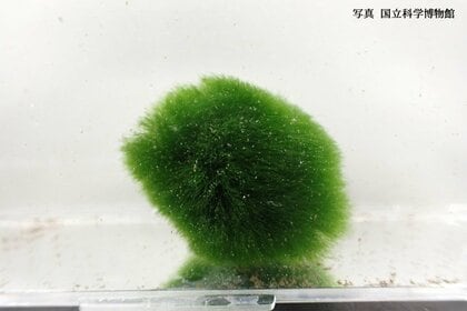 まりも様ご確認用ページ まりも様確認用