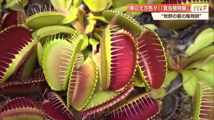 ユニークな食虫植物がずらり！ミジンコを一瞬で吸い込む植物も…牧野植物園で企画展【高知】