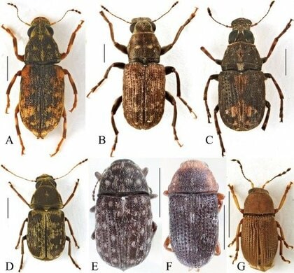 石川県初記録のヒゲナガゾウムシ科7種を発見