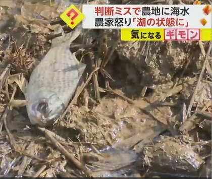 水門工事中に誤って海水流入　東京ドーム約4個分の農地が「湖の状態だった」と農家怒り　熊本・天草市