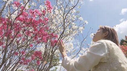 100種以上のツツジが彩る秘密の花園はデザイナーが見つけた“理想郷” 高知に移住し30年の歴史を引き継ぐ