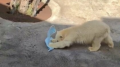 “雑巾がけ”うますぎる? ホッキョクグマの子どもが洗濯カゴで地面をズリズリ…謎行動の真相を飼育員に聞いた