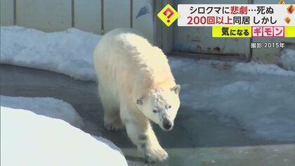 【200回以上同居も…悲劇】人気ホッキョクグマ「ミルク」　繁殖相手のオス「キロル」に突然襲われ死ぬ　釧路市動物園