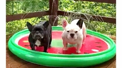 「ただただ、じーっと」プールで静止画のように固まる犬2匹…お風呂は好きなのになぜ?飼い主に聞いた