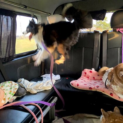 「ひゃっはぁぁぁぁぁ」車に乗ってテンションが上がった犬がアニメのキャラみたい…まだMAXじゃなかった？その後を聞いた