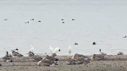 琵琶湖で水鳥“大量死”…大津港周辺で50羽の死骸確認　野鳥観察続ける中学生「早く原因調査を」　“幻の道”出現との関連は
