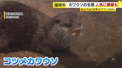 「かわいいだけじゃダメなんです」　カワウソを知ってもらうイベント　絶滅危機も…ペット人気で密猟が課題　強烈なにおいの「ふん」も　福岡市動物園