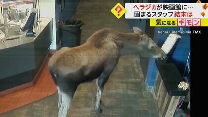【映画館に“巨大なヘラジカ”】ポップコーン食べるなど約10分滞在　ファストフードの箱を口にはめたまま退店　米・アラスカ州