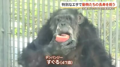 沖縄こどもの国でも敬老の日は特別なエサで動物の長寿祝う
