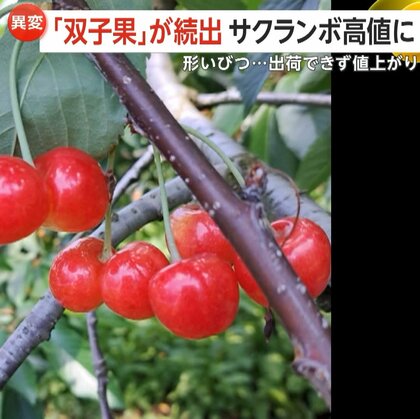 「感覚的に20%くらい」猛暑でサクランボに「双子果」続出で価格高騰…春先天候不順で「実割れ」も発生し収穫量に影響　山形
