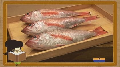 体は赤いのに「ノドグロ」のナゼ　実はアカムツだけじゃない？豆知識でノドグロを2倍おいしく【石川発】
