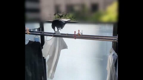 “春カラス”ベランダ侵入でハンガー盗む「まさか服を外してまで」　目的は“家づくり”全国で巣の撤去続く