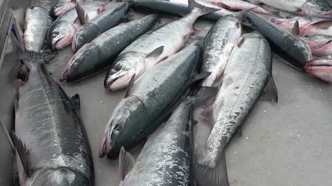 【秋サケ漁に不安】9月下旬から水揚げ急減…例年多くのサケが遡上する標津町薫別川、約1時間で確認できたのは「わずか2匹」―2026年の来遊数は「記録的な少なさ」だった2025年の半分との予測も〈北海道〉