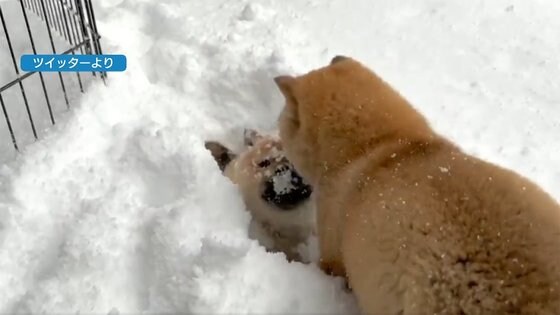 かわいすぎる Snsで話題の希少犬種 山陰柴犬 一時は絶滅の危機に 繁殖活動に力注ぐ