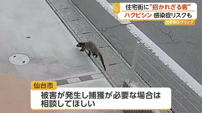 防犯カメラが捉えた移動するハクビシン