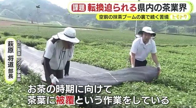 被覆栽培の作業の様子(丸山製茶)
