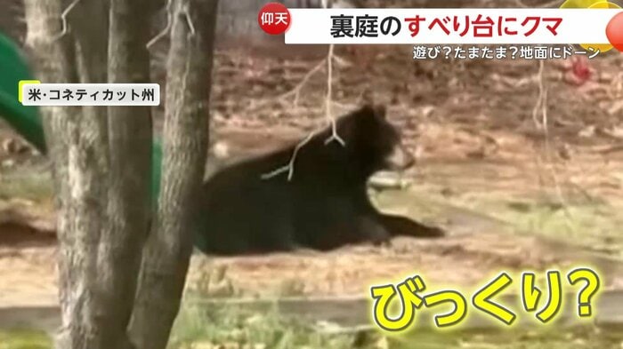 面食らっているようなクマの姿はまるで人間(SARAH LOVING/TMX)