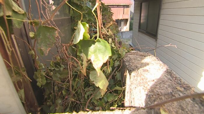 トカゲが現れた場所