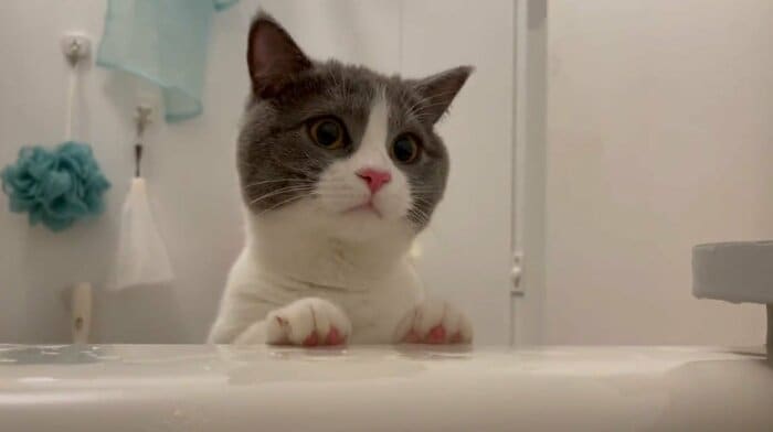 お風呂をのぞきに来たまるくん(提供:コテツとまるさん)