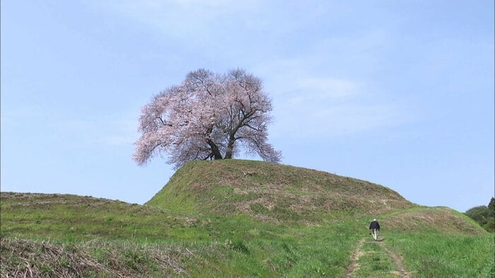 福島県三春町・平堂壇の桜(2025年4月17日撮影)
