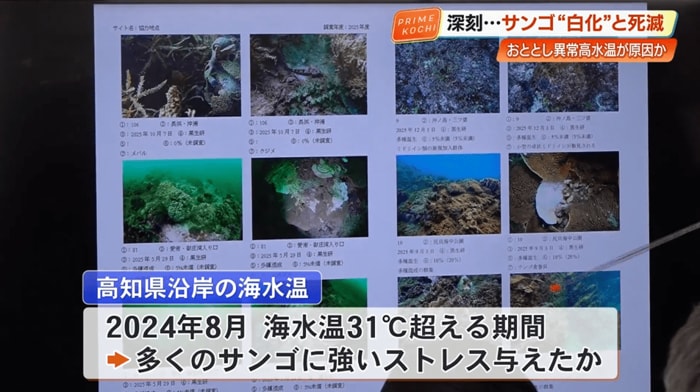 2024年の8月には海水温が31℃を超えた期間が