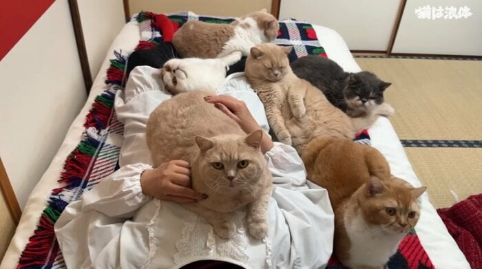 猫たちはみんなお母さんが大好き!