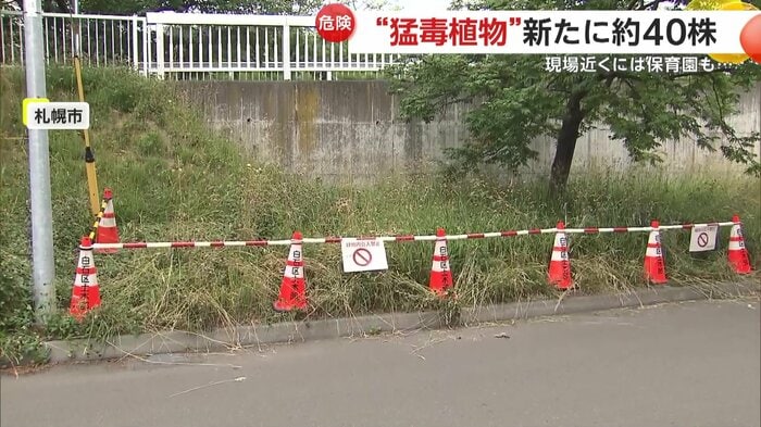 バイカルハナウドが見つかった現場
