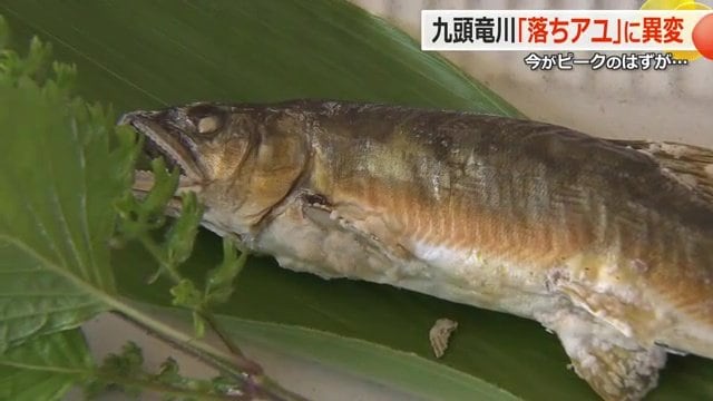 子持ちアユ