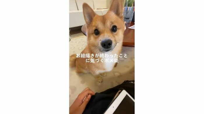 飼い主さんがペンをしまうと、そばにきて期待に満ちた顔を見せていた