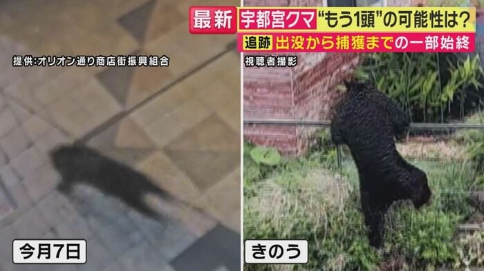 体の大きさが異なる可能性（関西テレビ「旬感LIVE とれたてっ！」より）