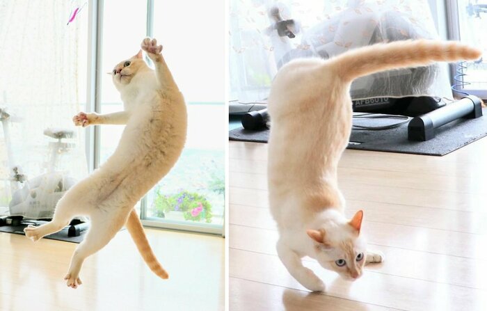 “忍者猫”チャコくんのポーズはこの他にも…